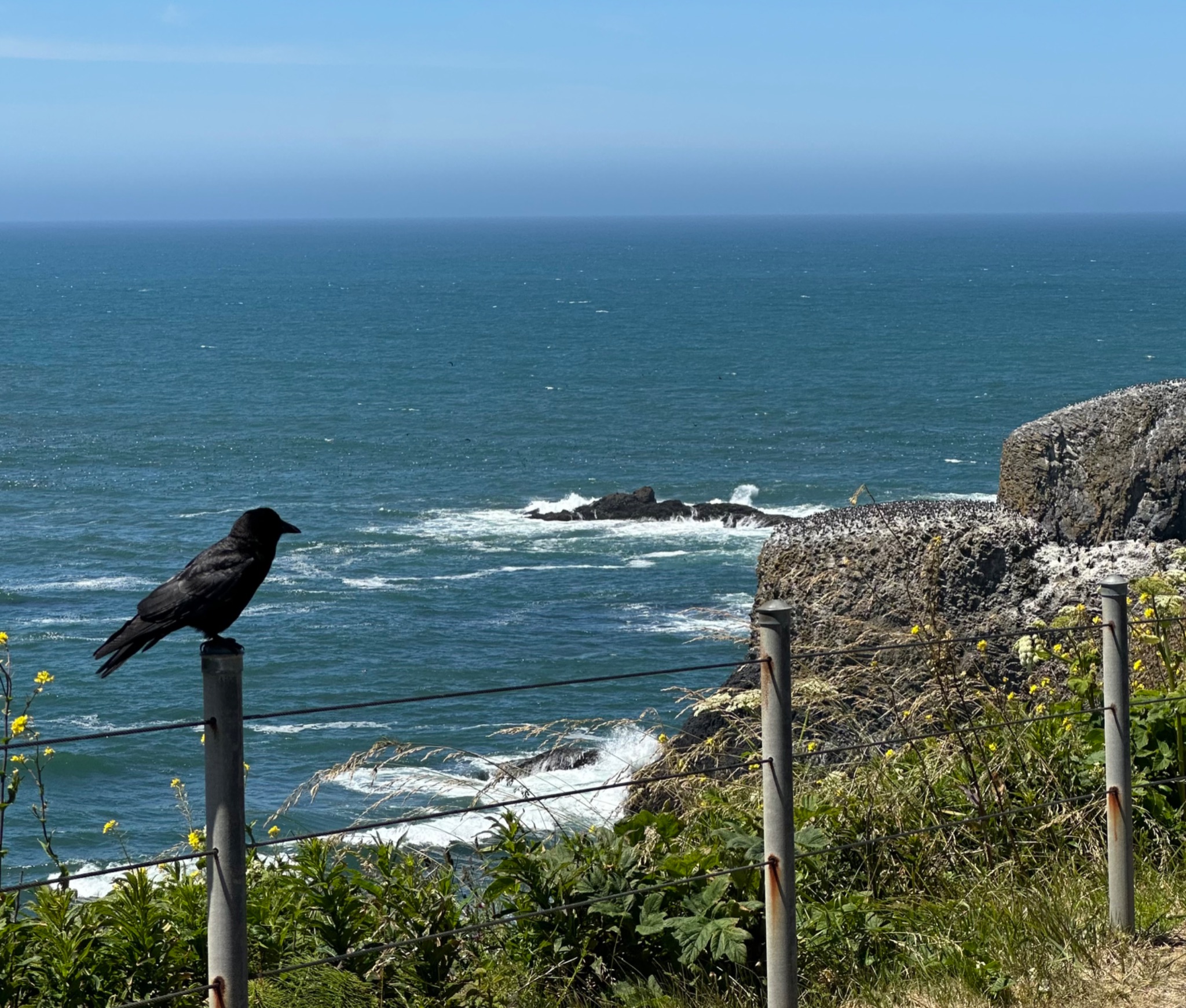 Community photo by Victoria Bryhan | Yaquina Head, Newport, OR