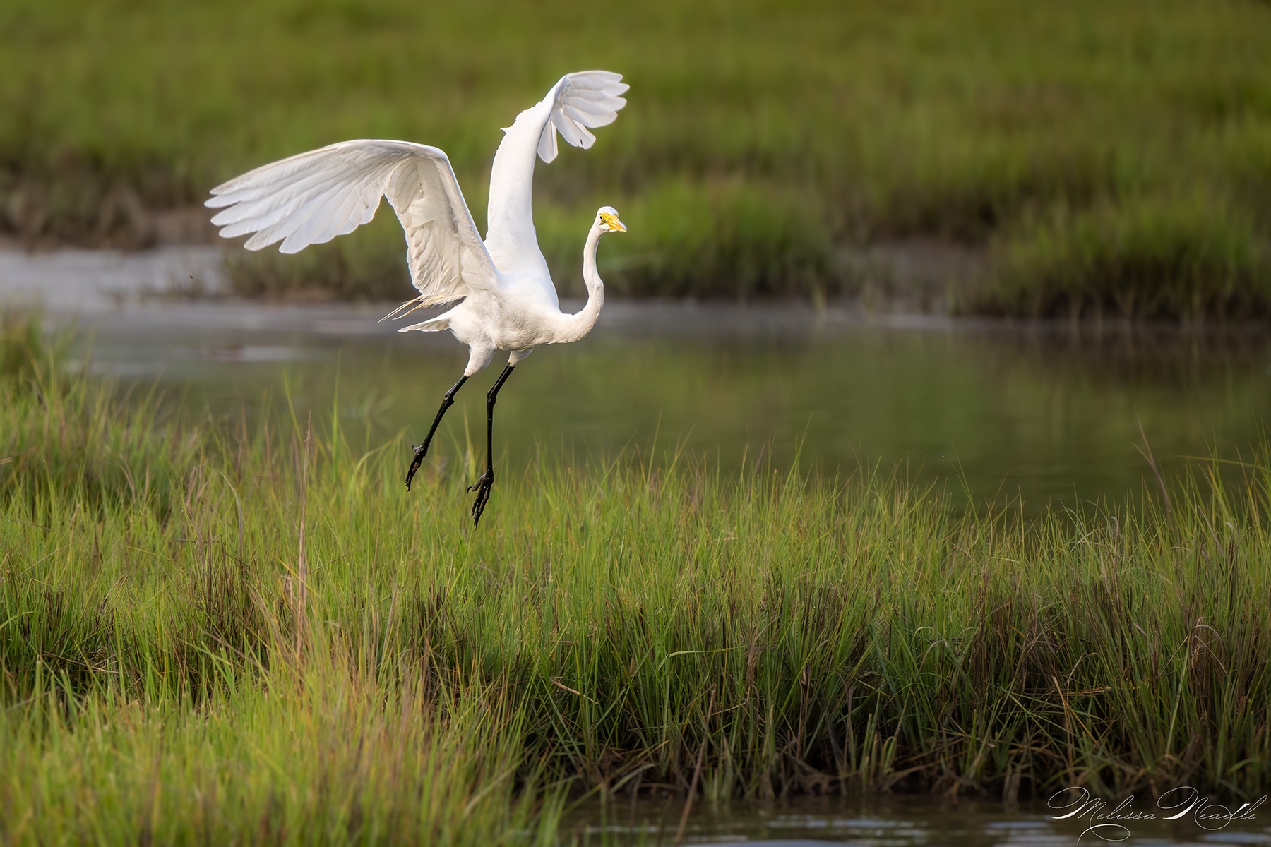 Community photo by Melissa Neadle | Assateague Island National Seashore, USA