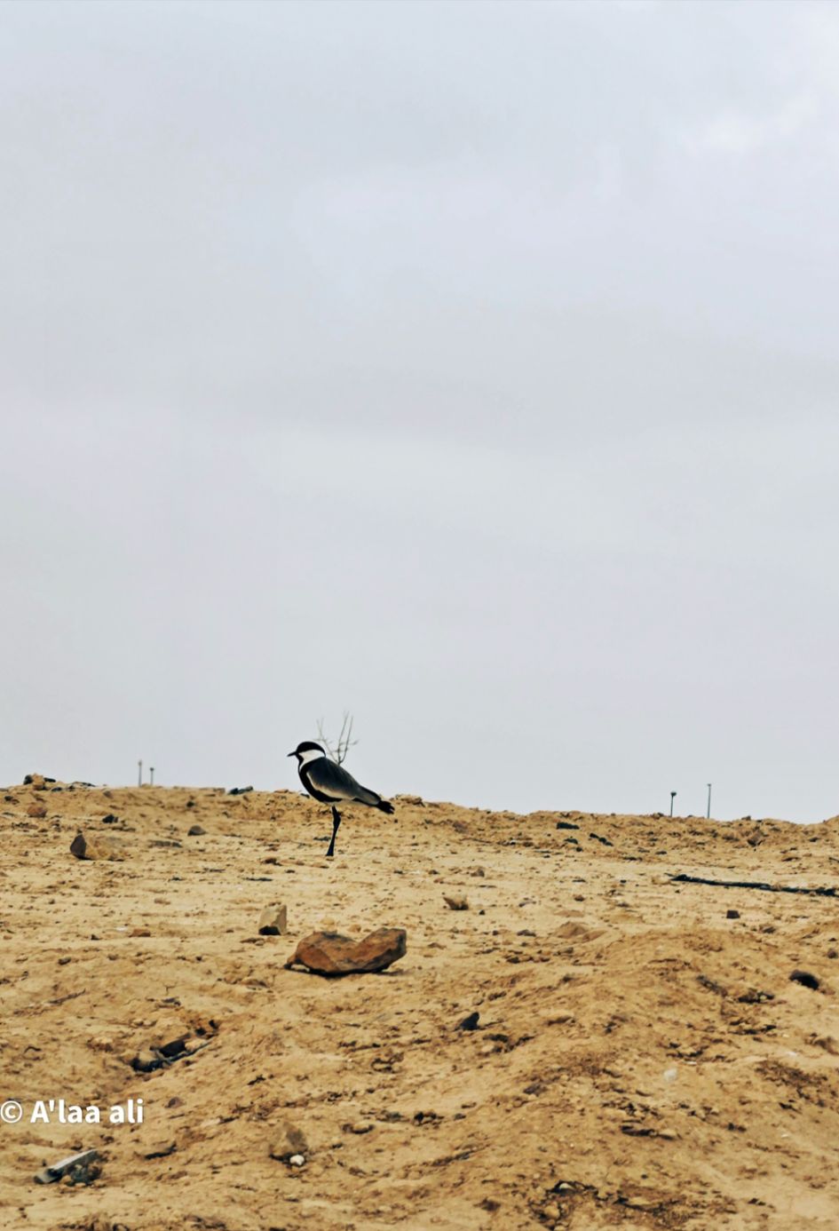 Community photo by A'laa Ali | Alexandria burg elarab