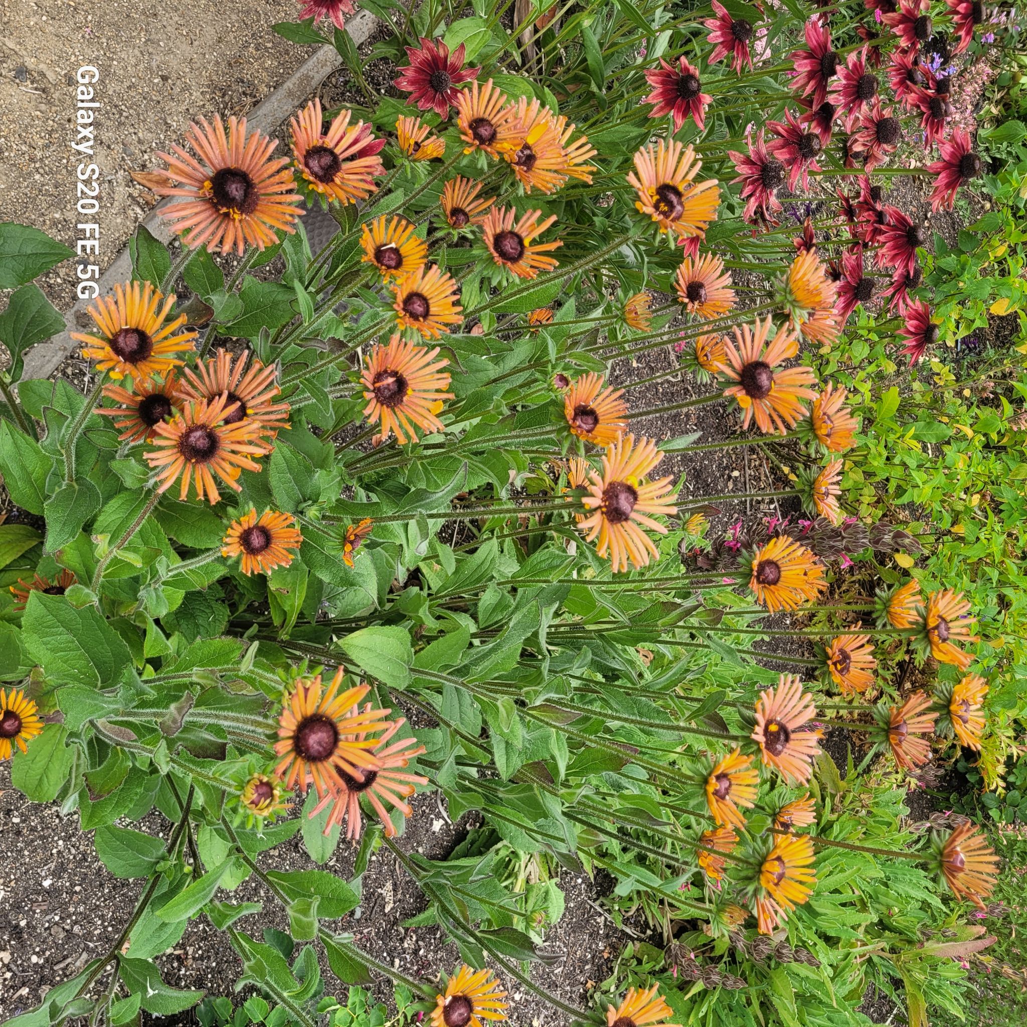 Community photo by Edie Kausch | St Helena, CA, USA