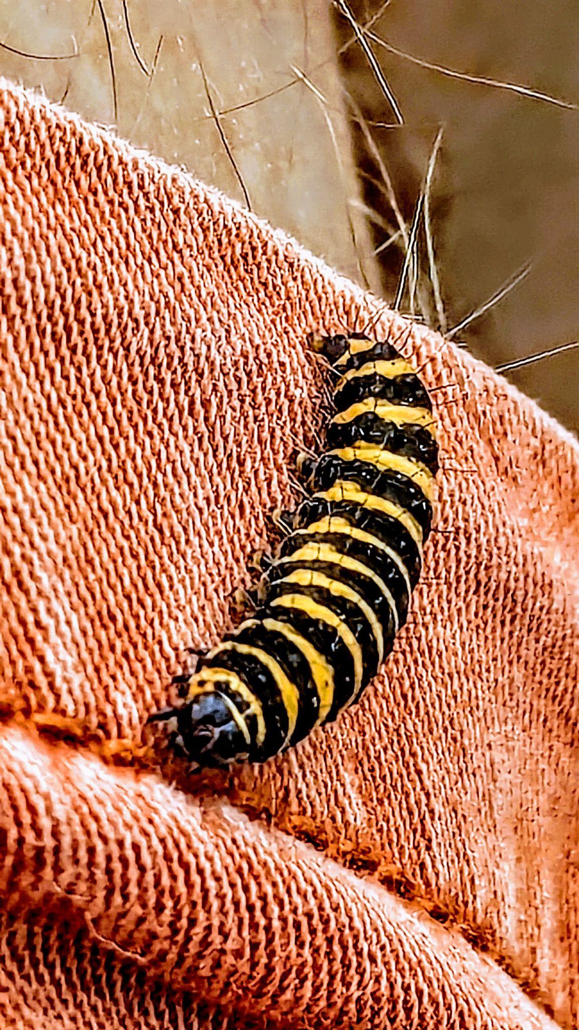 Community photo by Kevan Hubbard | Teesmouth Nature Reserve,Co Durham,England