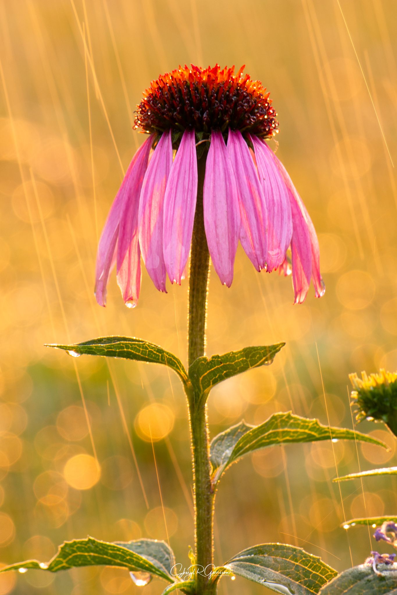 Community photo by Sheryl R Garrison | Southern Alberta, Canada