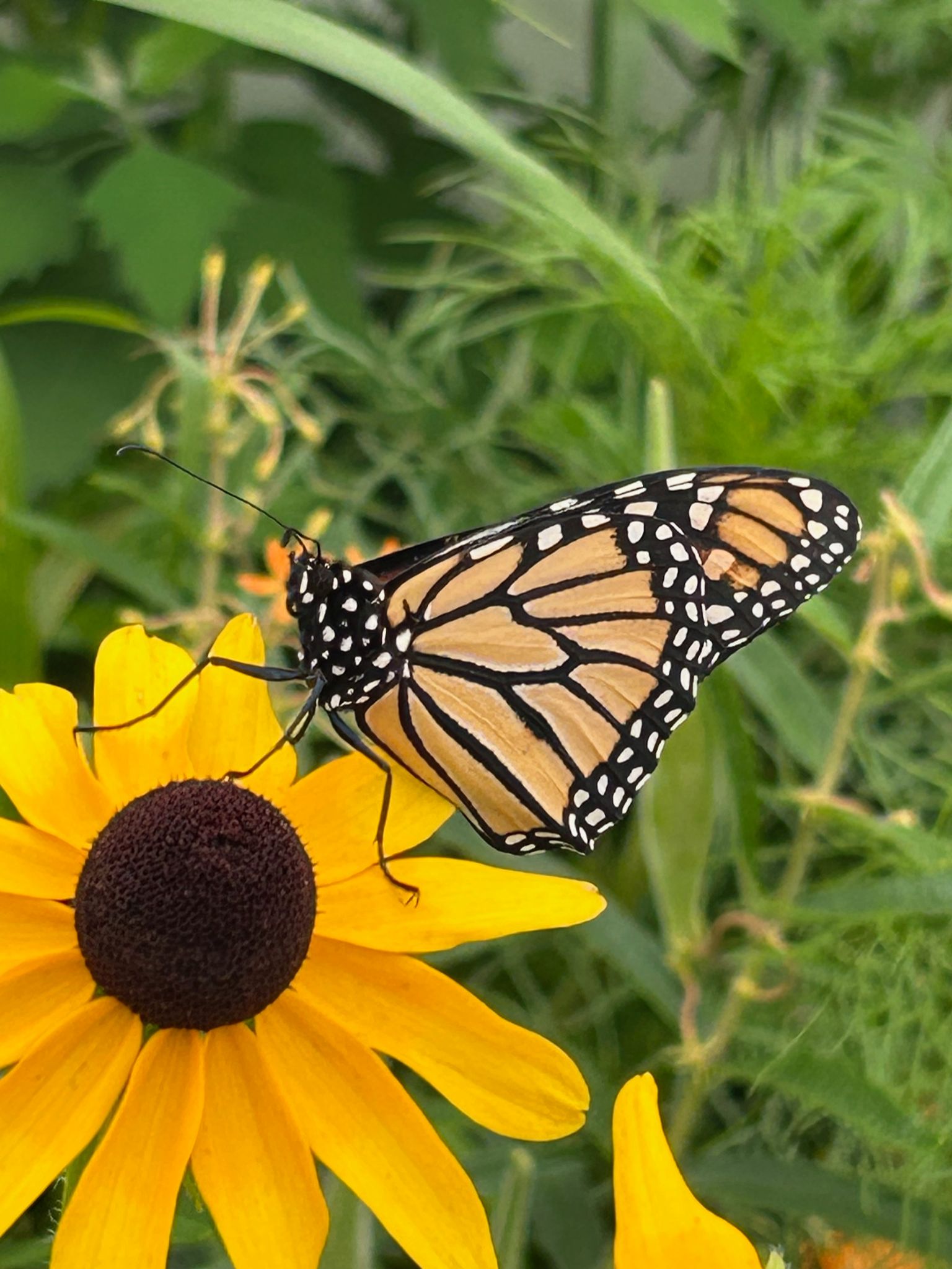 Community photo by Karen Rzonca | East Northport NY