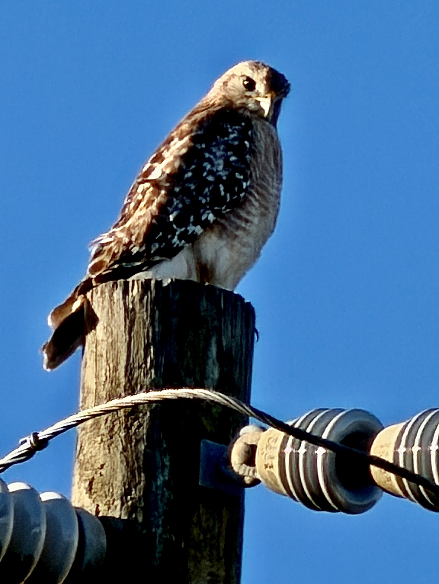 Community photo by Susan Shephard | Deltona, Fl