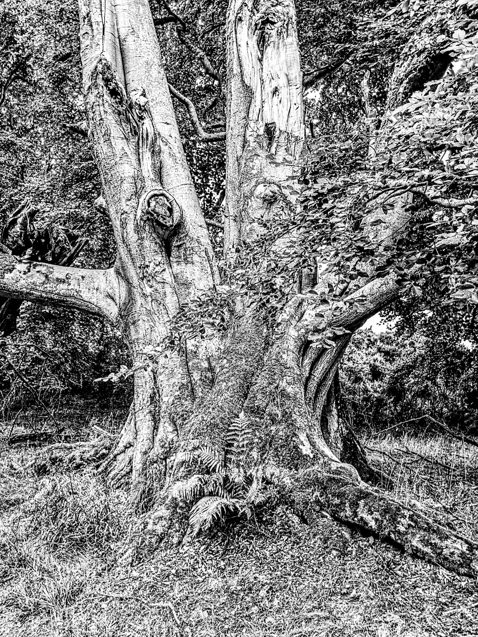 Community photo by Kevan Hubbard | Ancrum Moor ,Scotland