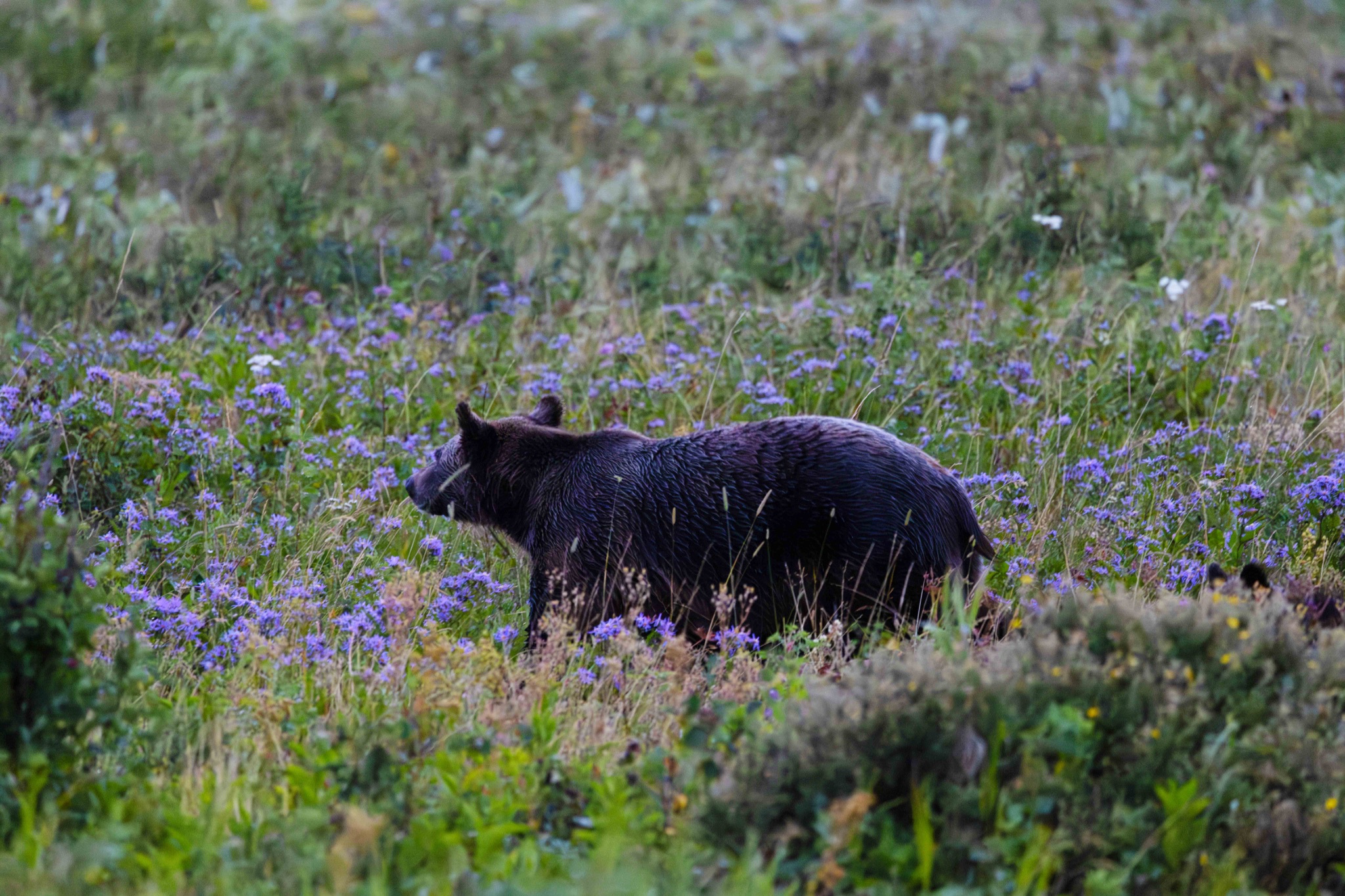 Community photo by Tim Rubbert | NW Montana