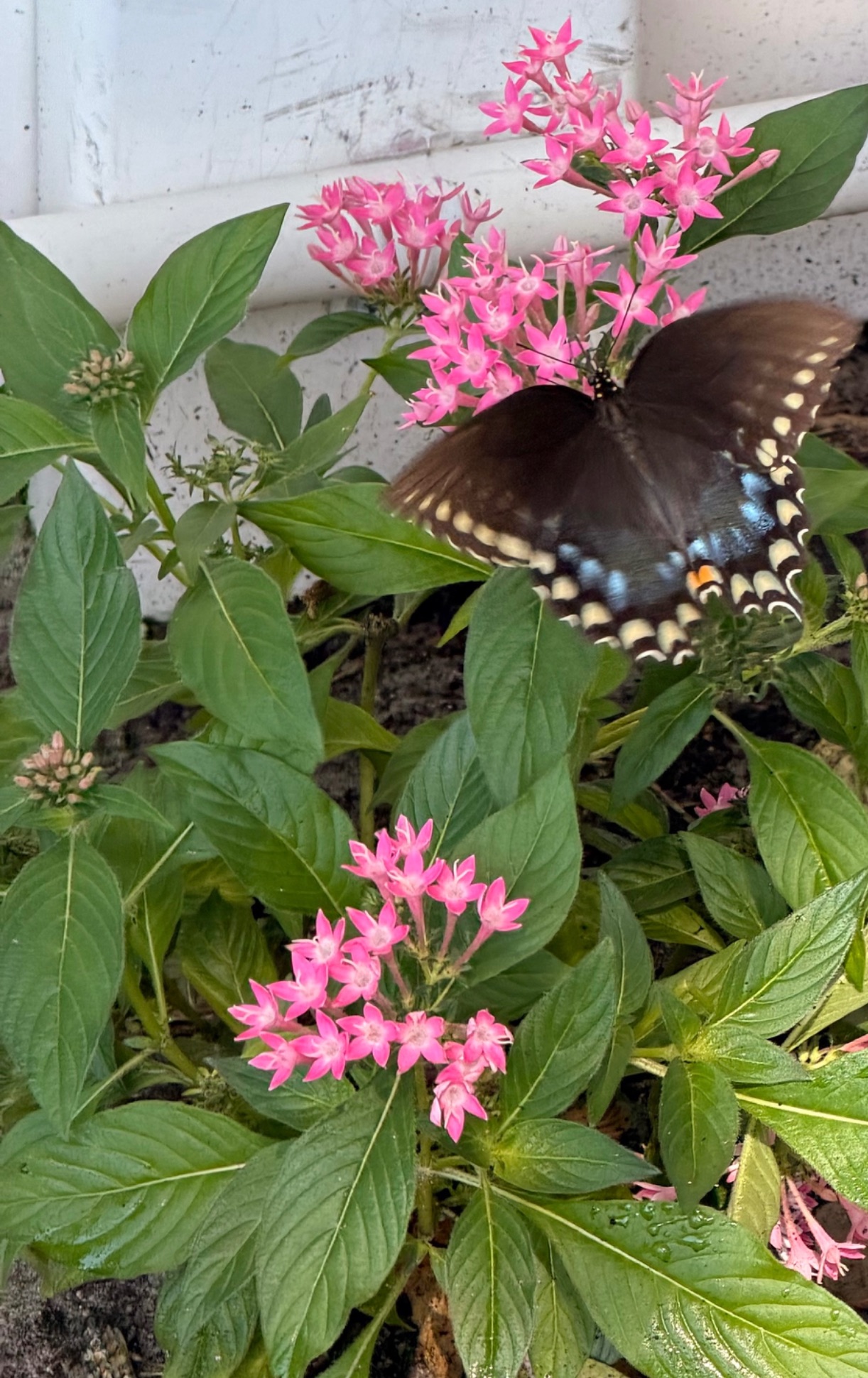 Community photo by Ruth Castro | Lakeland Florida