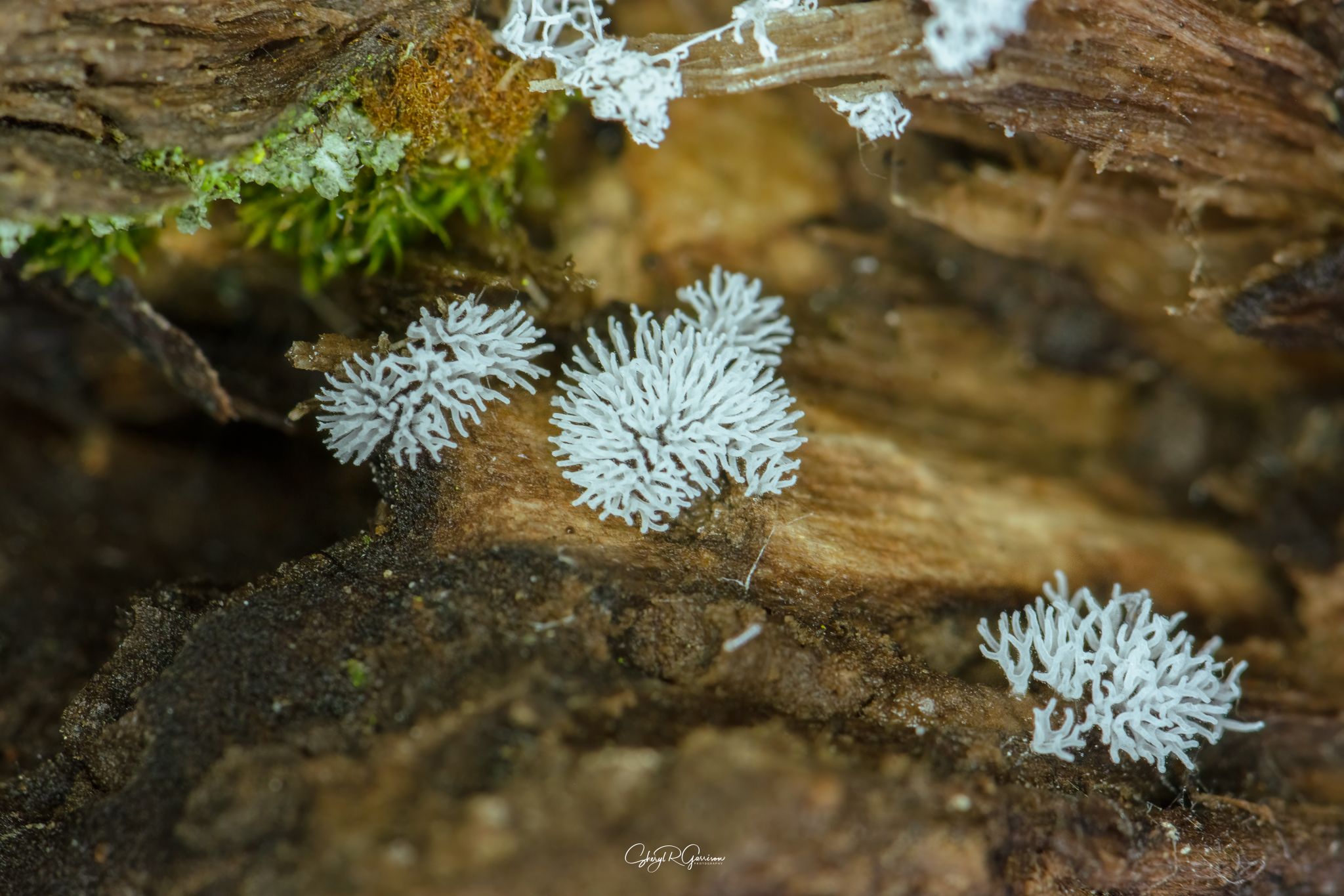 Community photo by Sheryl R