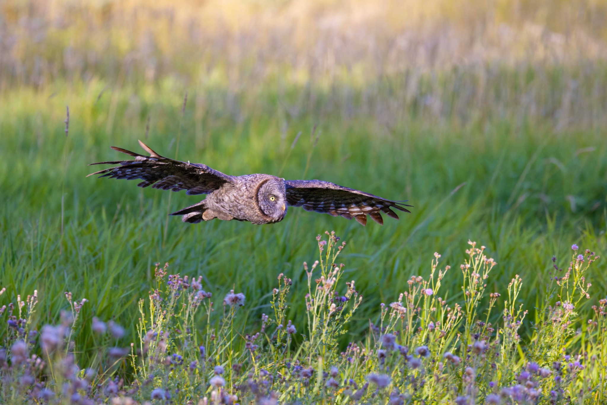 Community photo by Tim Rubbert | NW Montana