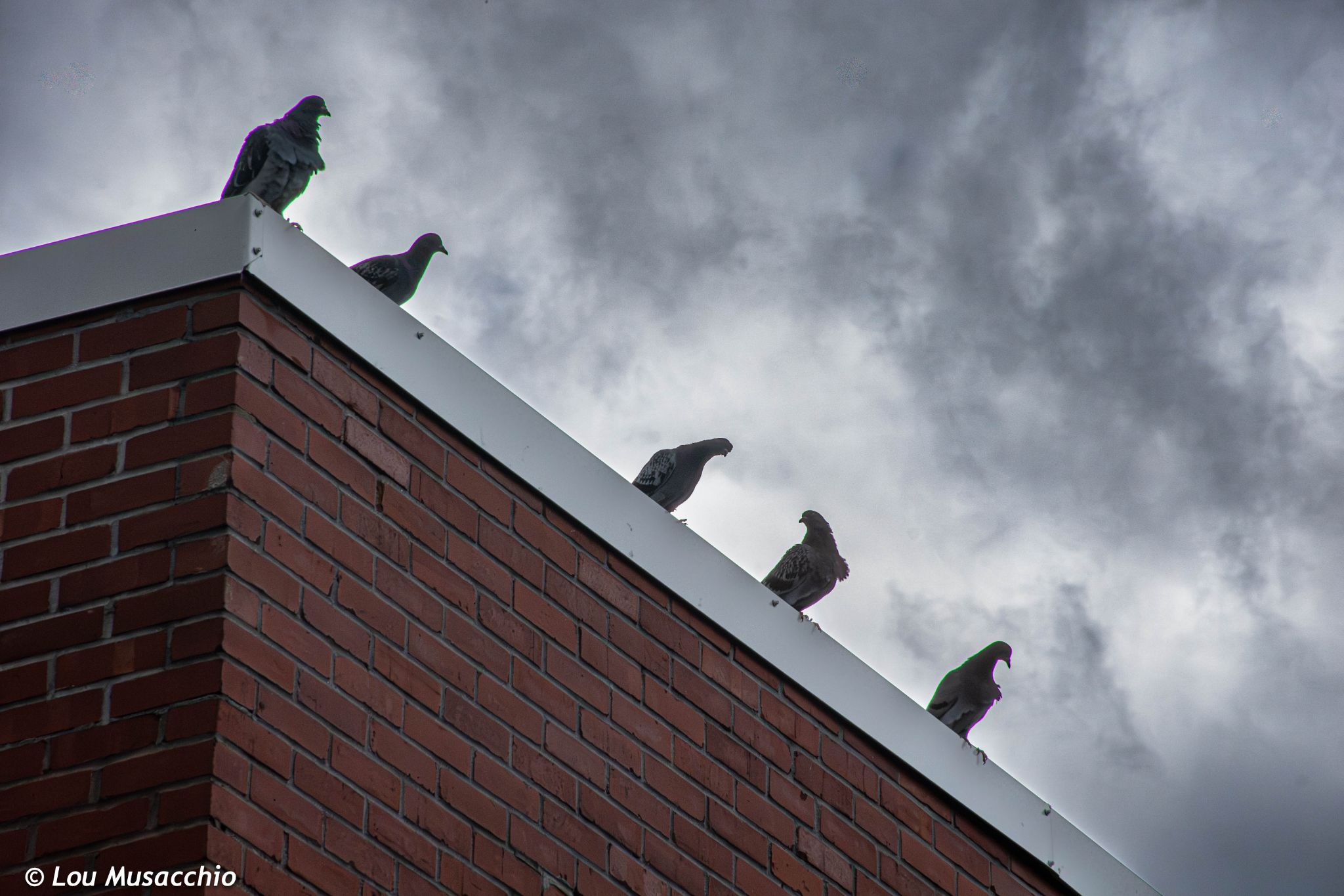 Community photo by Lou Musacchio | Montreal Quebec Canada