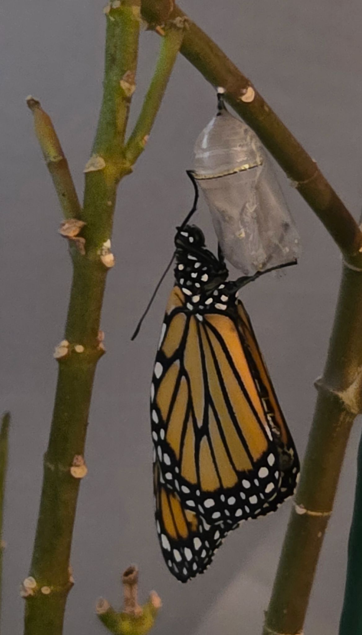 Community photo by Marisol Perez | Spring Hill, Florida