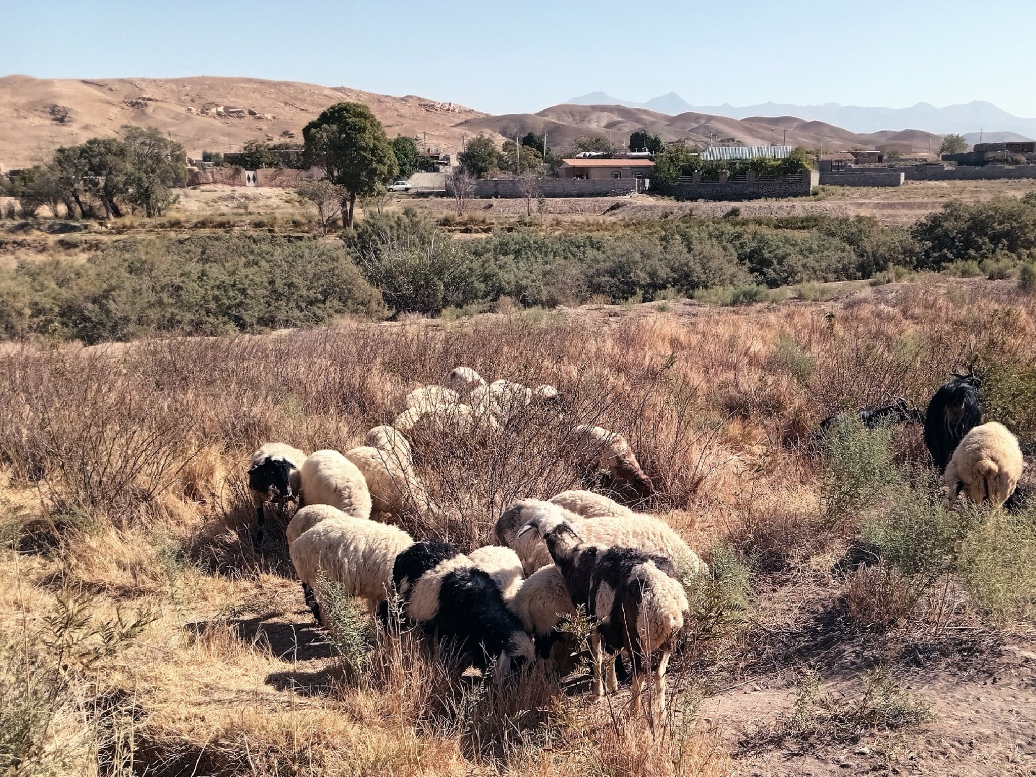 Community photo by Hassan Dadashi Arani | Markazi province. Iran