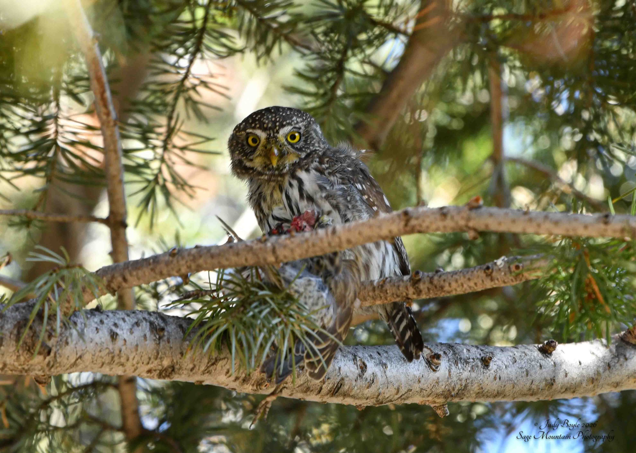 Community photo by Judy Boyle | Whitehall, Montana USA