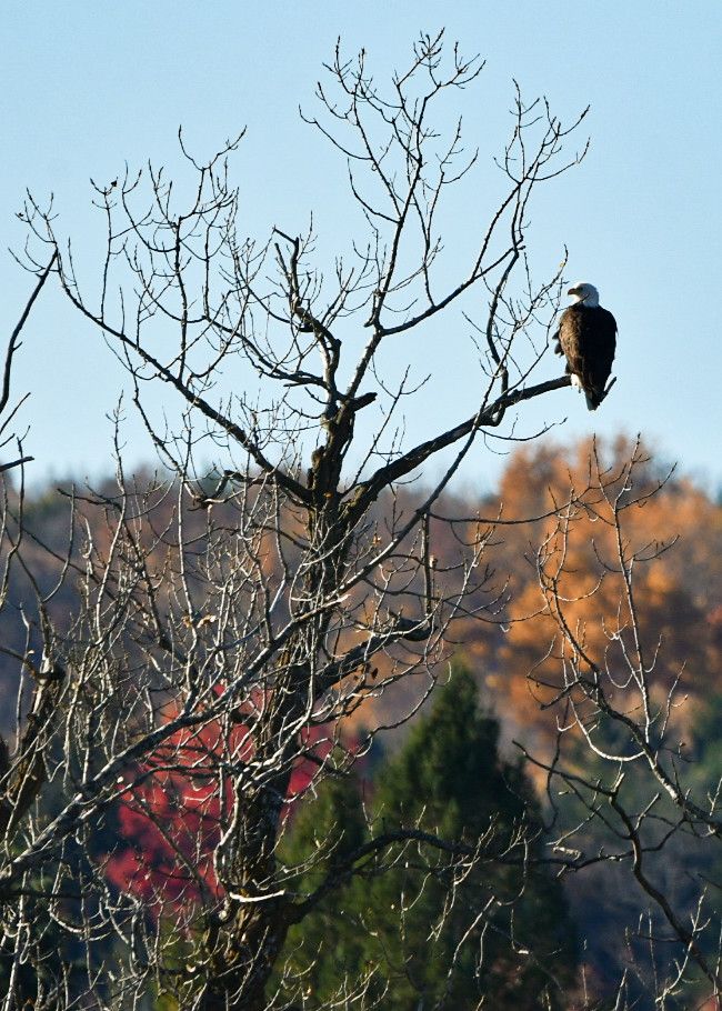 Community photo by Lorraine Boyd | Cobleskill, New York